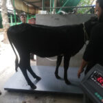 2000KG Cattle Scale in bangladesh