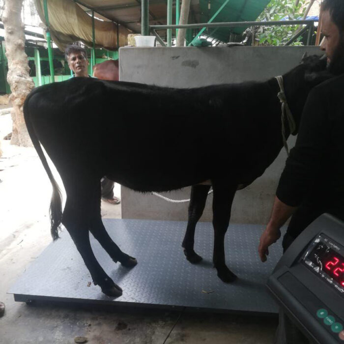 2000KG Cattle Scale in bangladesh