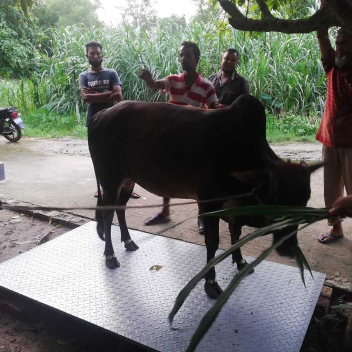 Buffalo Weight Machine in bangladesh