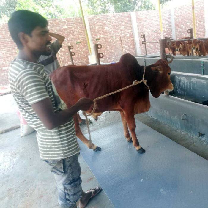 Cow Weight Scale in bangladesh