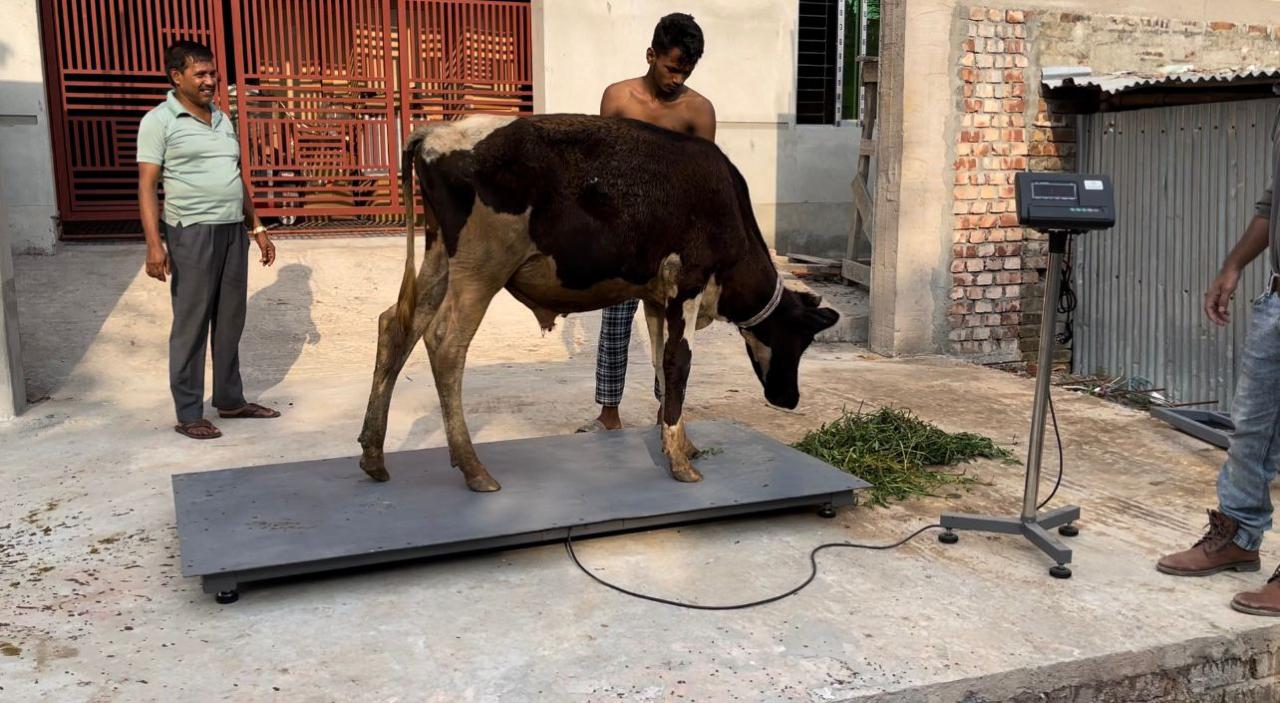 Digital Livestock Scale good price