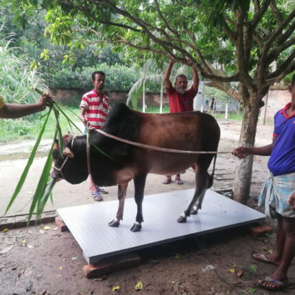 Digital Cow Weighing Scale in bangladesh গরু ওজন মাপার স্কেল