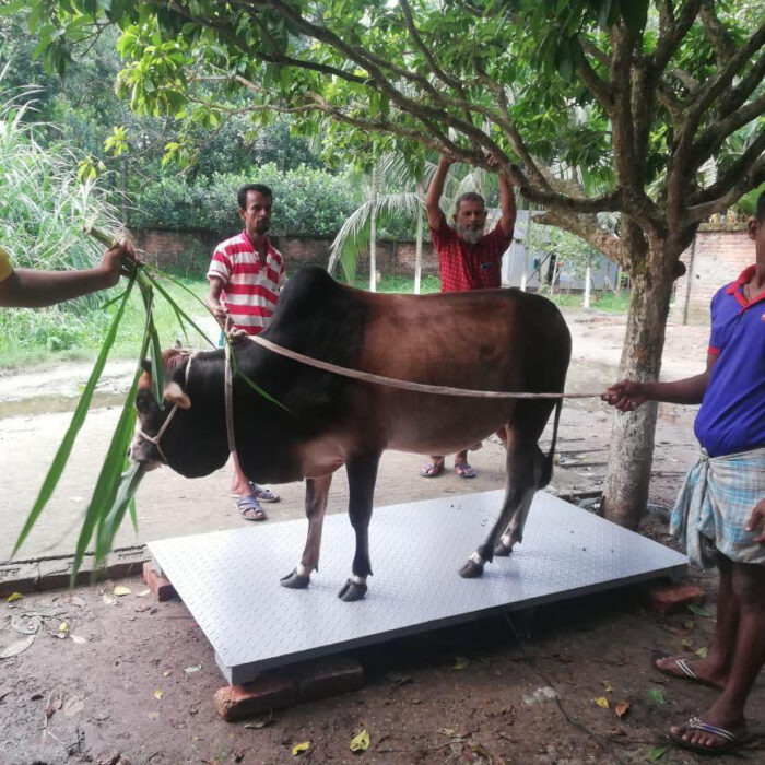 Digital Cow Weighing Scale in bangladesh গরু ওজন মাপার স্কেল